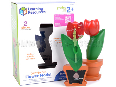 Цветок модель в сечении