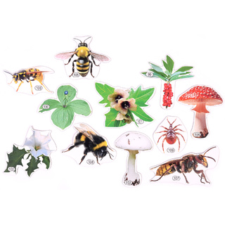 Набор магнитных карточек Лесные опасности (к плакату Лес, тема 10)