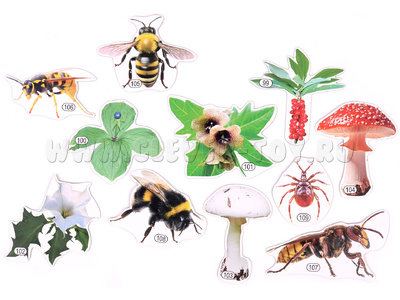 Набор магнитных карточек Лесные опасности (к плакату Лес, тема 10)