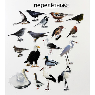 Набор магнитных карточек Перелётные птицы (к плакату Птицы, тема 4)