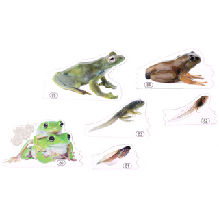 Набор магнитных карточек Метаморфозы лягушки (к плакату Водоём, тема 5)