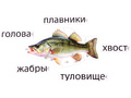 Набор магнитных карточек Кто такие рыбы? (к плакату Водоём, тема 1)