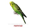 Демонстрационные картинки СУПЕР. Птицы домашние и декоративные (16 шт.) в папке
