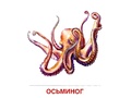 Демонстрационные картинки СУПЕР. Мир морей и океанов (16 шт.) в папке